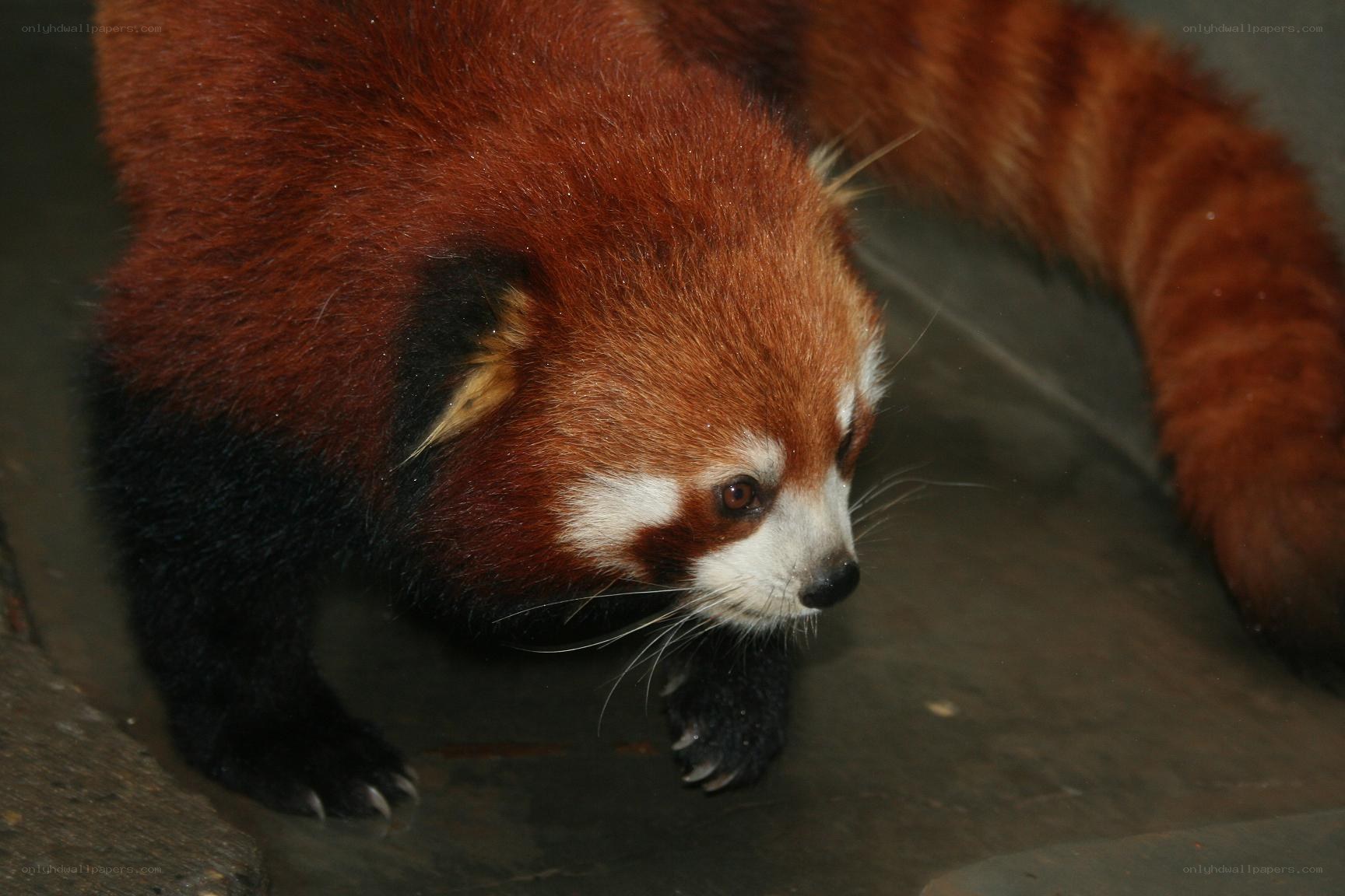 Red panda walking on ground