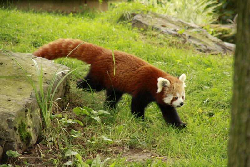 Red Panda Walking