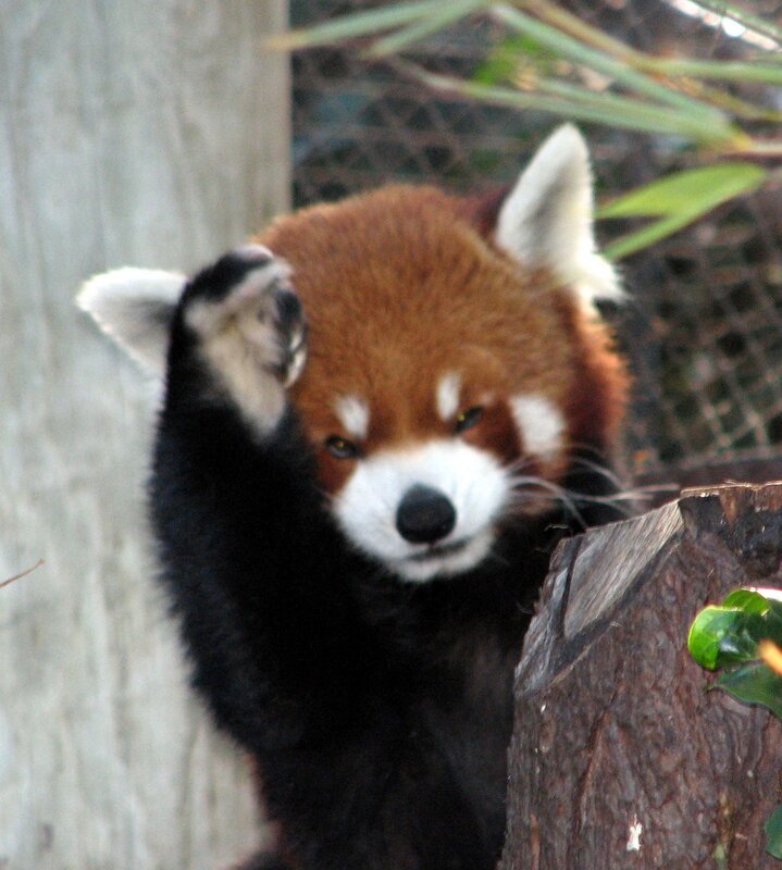 Red panda waving at camera