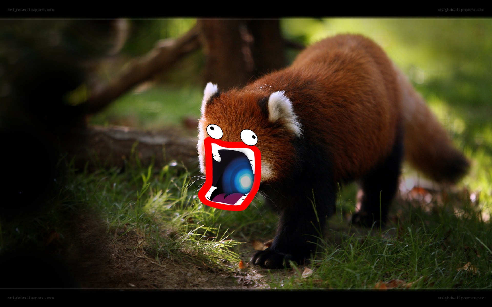 Red panda with cartoon mouth
