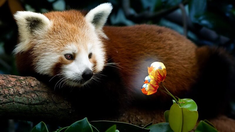 Red panda with glowing flower