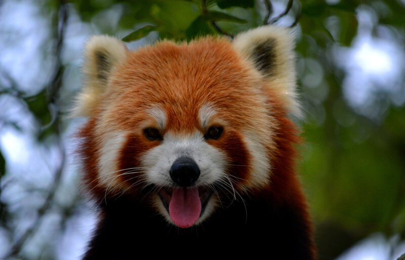 Red panda with tongue out