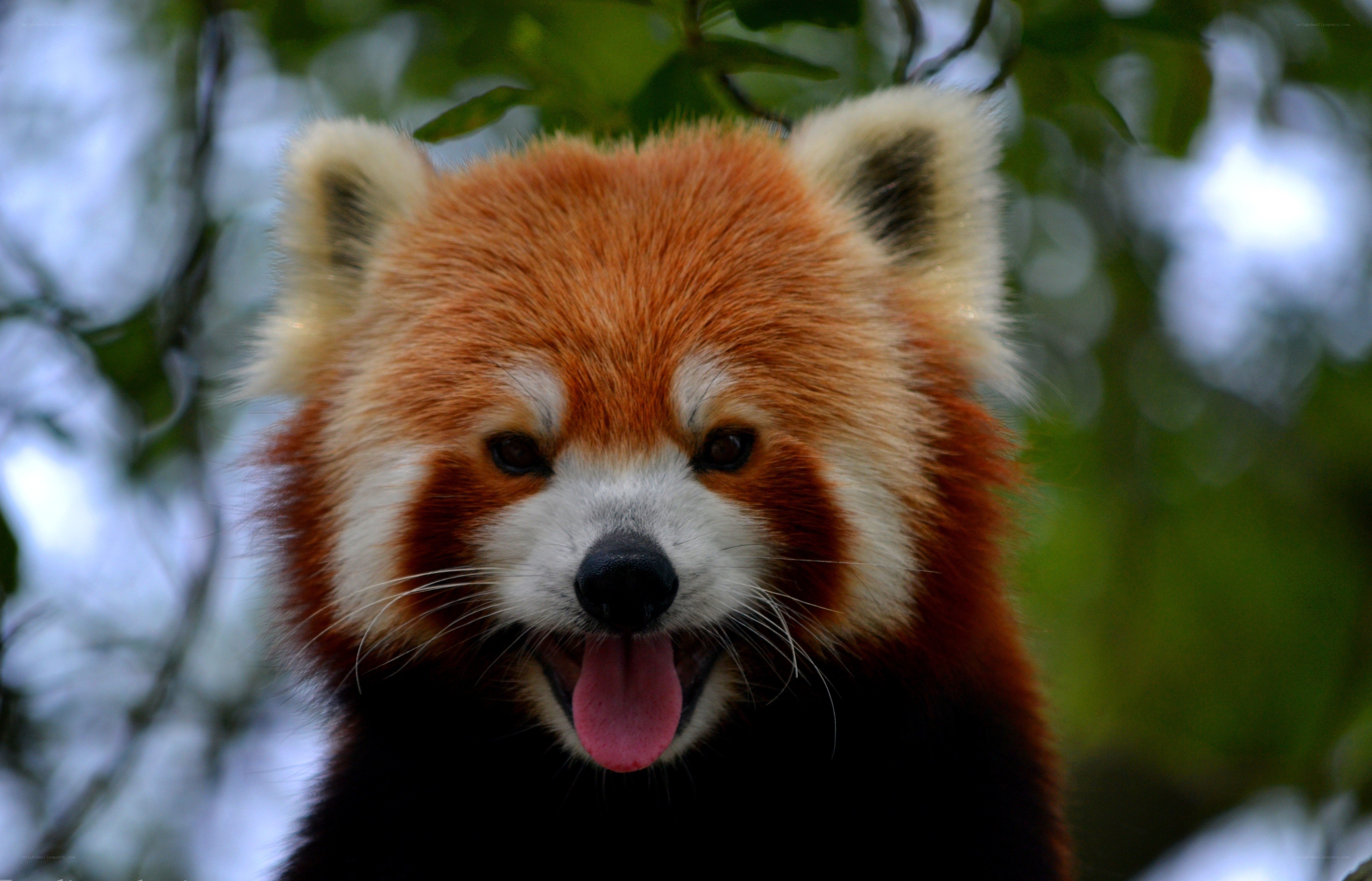 Red panda with tongue out