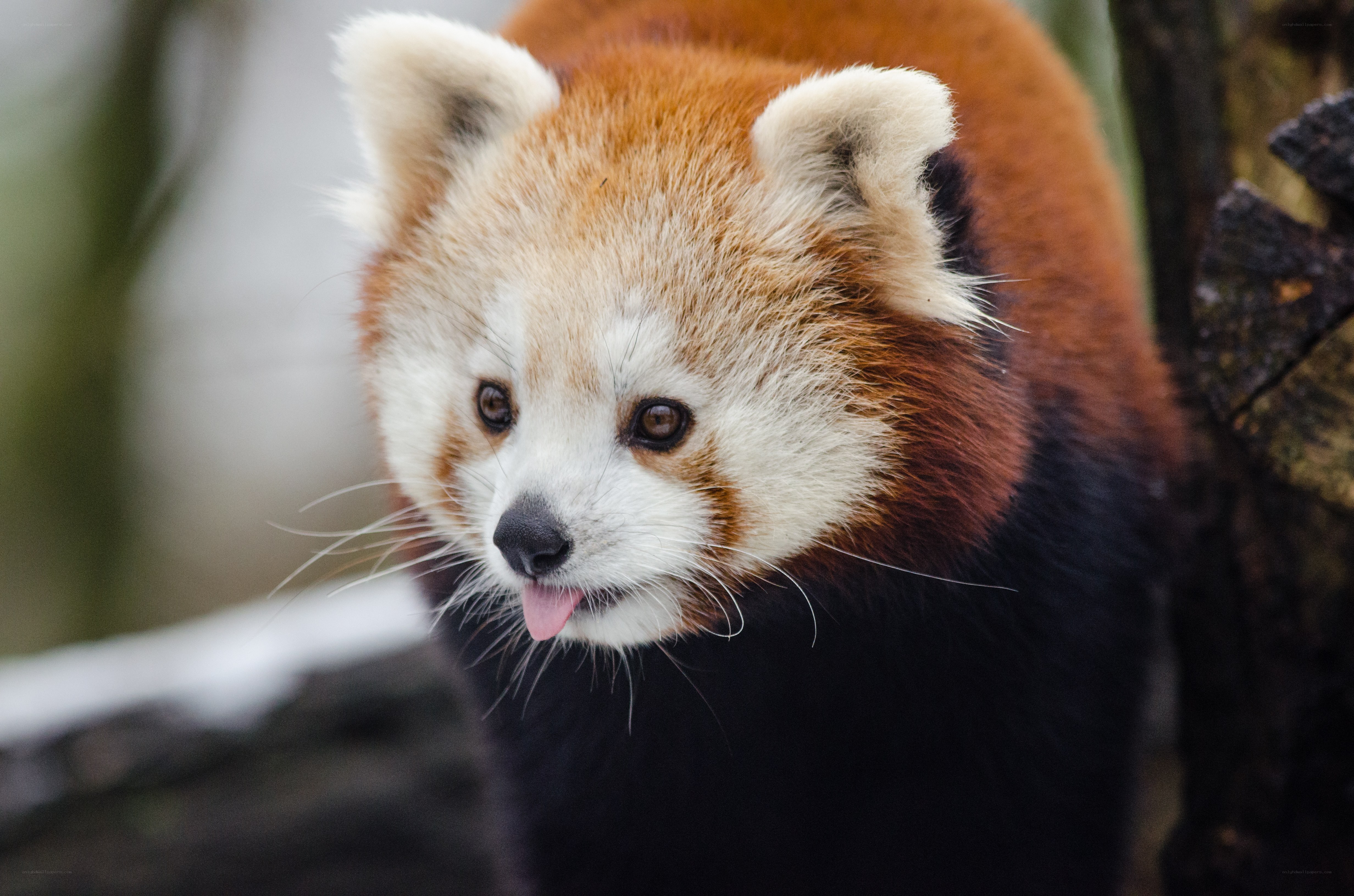 Red panda with tongue out