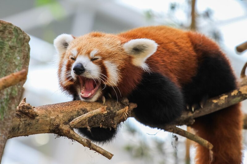 Red Panda Yawning — Brown