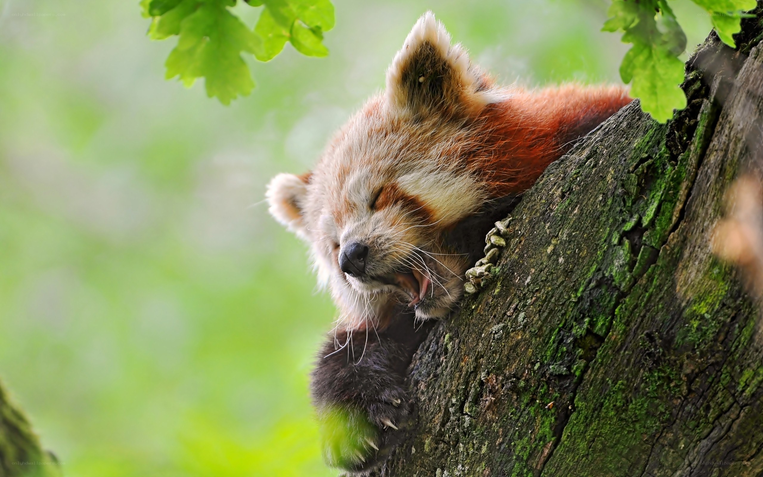 Red panda yawning in tree