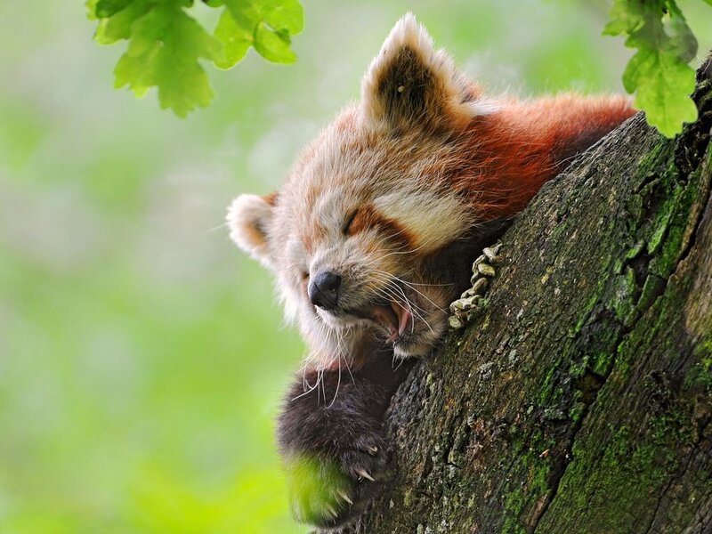 Red Panda Yawning