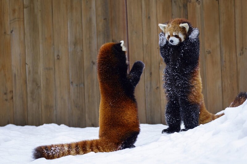 Red Pandas in Snow — Brown