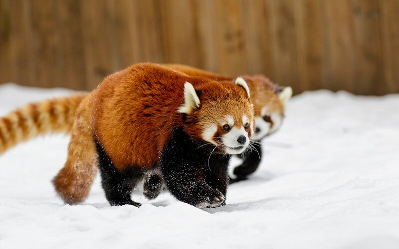 Red Pandas in Snow