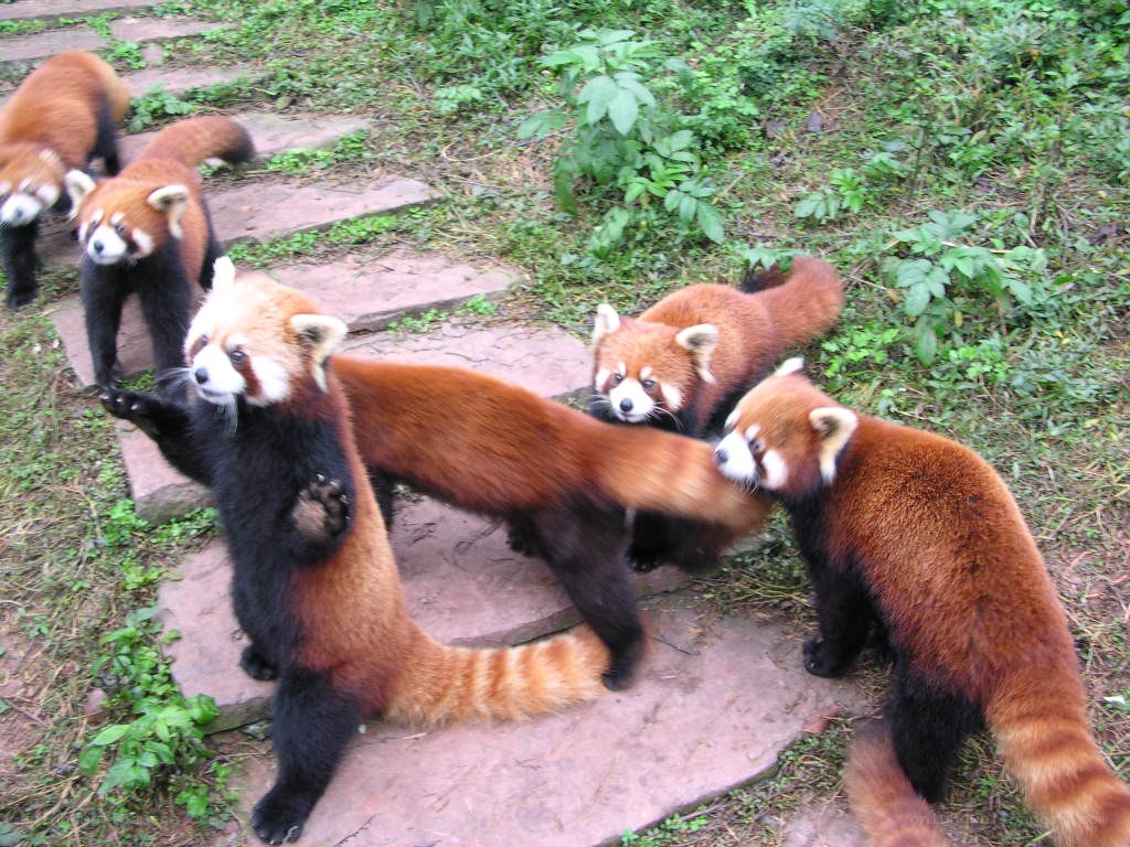 Red pandas on stone path