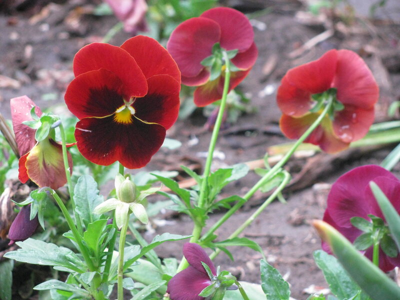Red pansies in a garden