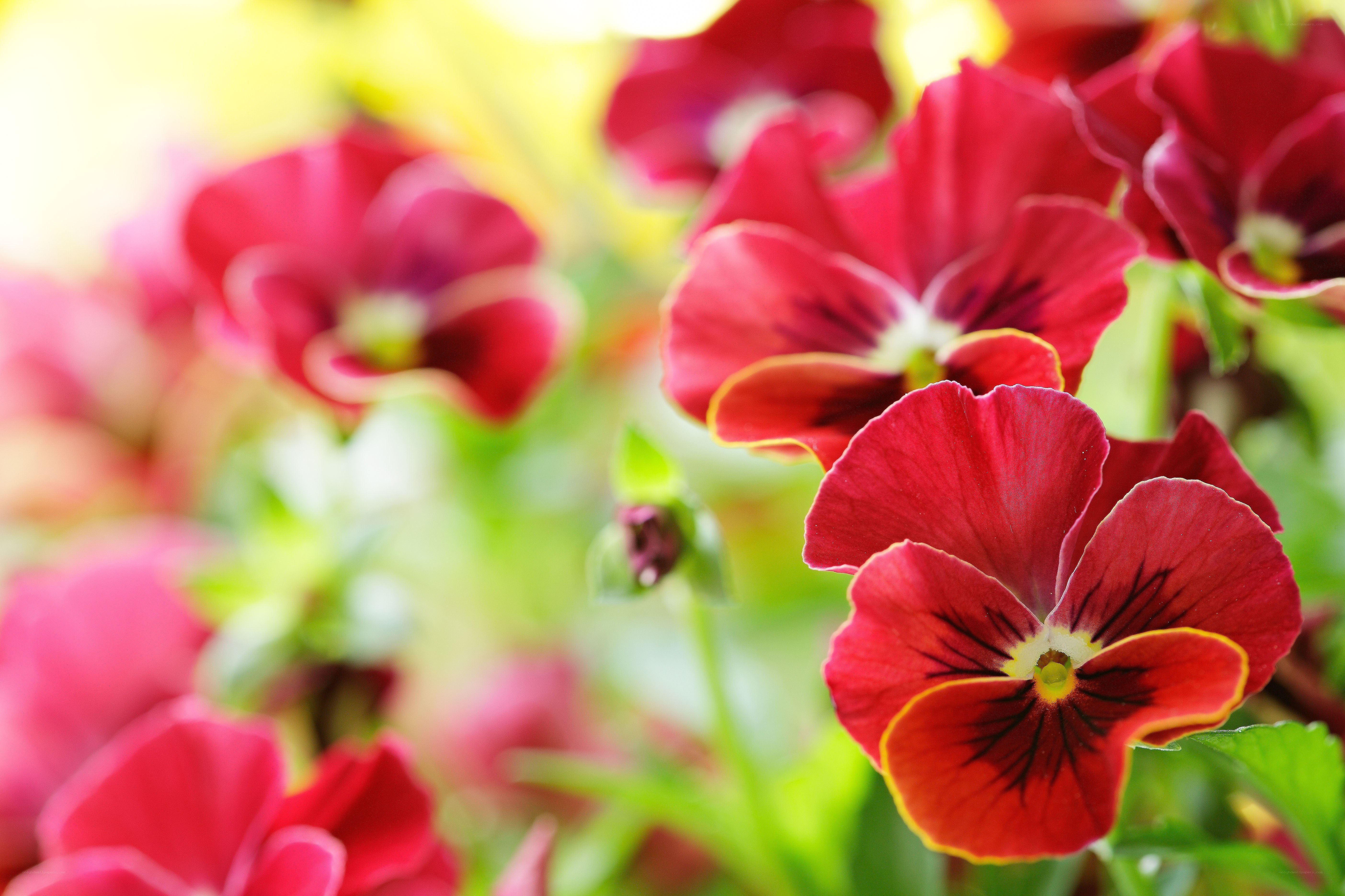 Red pansies in a garden