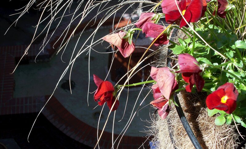 Red pansies in a hanging basket
