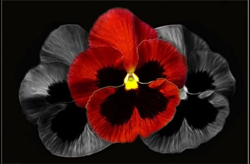 Red Pansy Flower