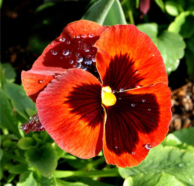 Red Pansy Flower — Vibrant, Afternoon