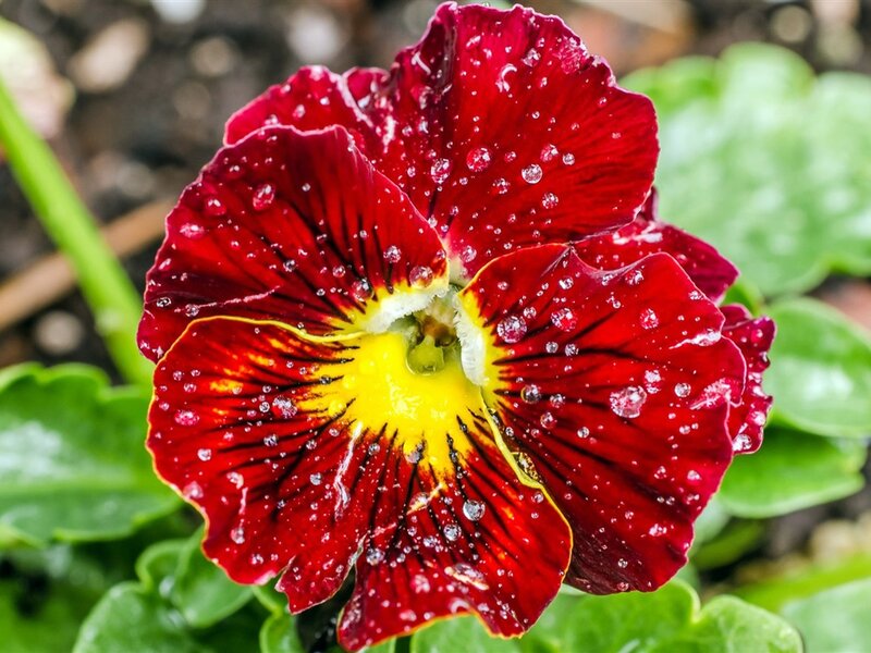Red Pansy Flower — Vibrant, Spring