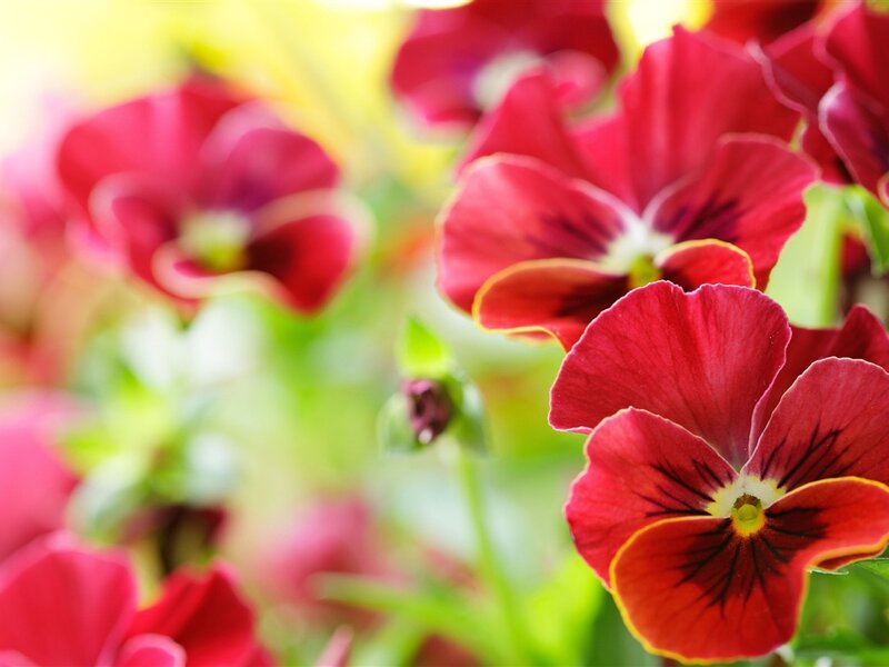 Red Pansy Flowers — Bright, Spring