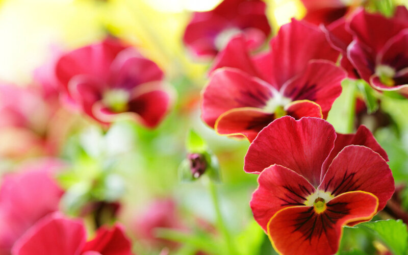 Red Pansy Flowers — Bright