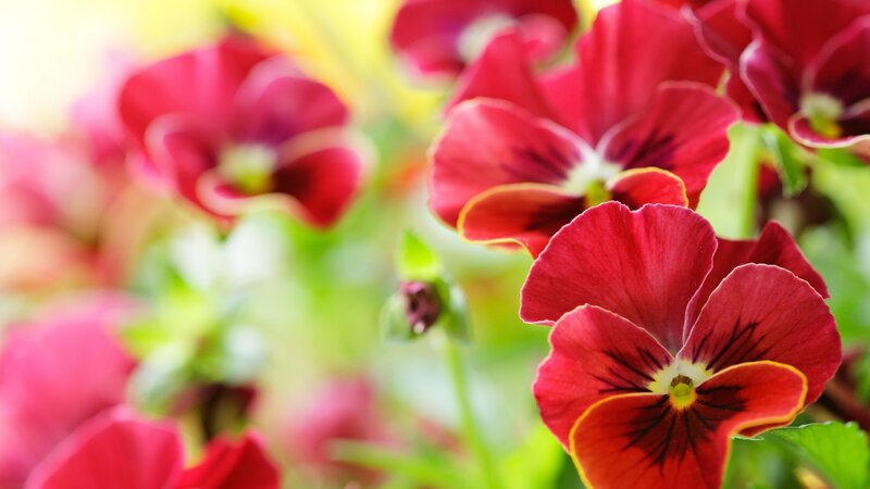 Red Pansy Flowers — Serene