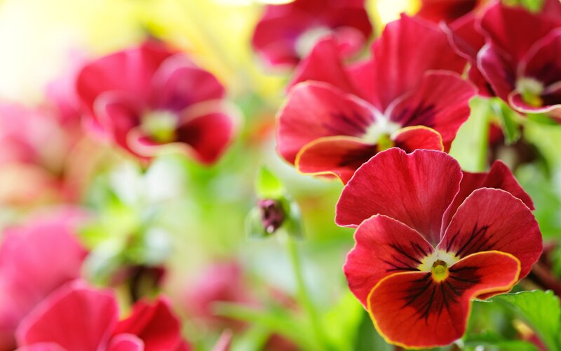 Red Pansy Flowers