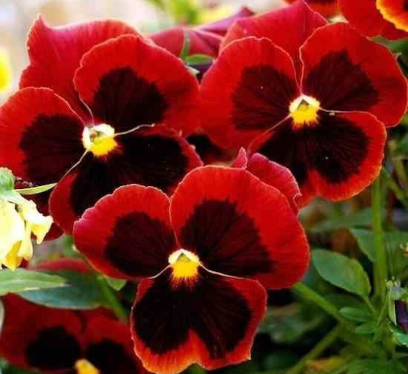 Red Pansy Flowers — Vibrant, Afternoon
