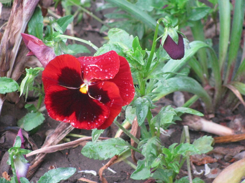 Red pansy with dewdrops