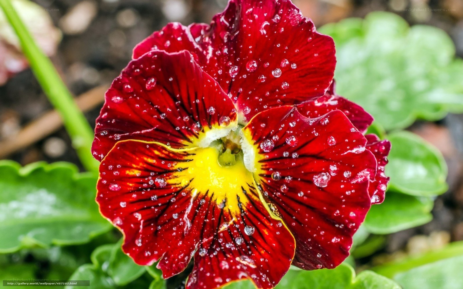 Red pansy with water droplets