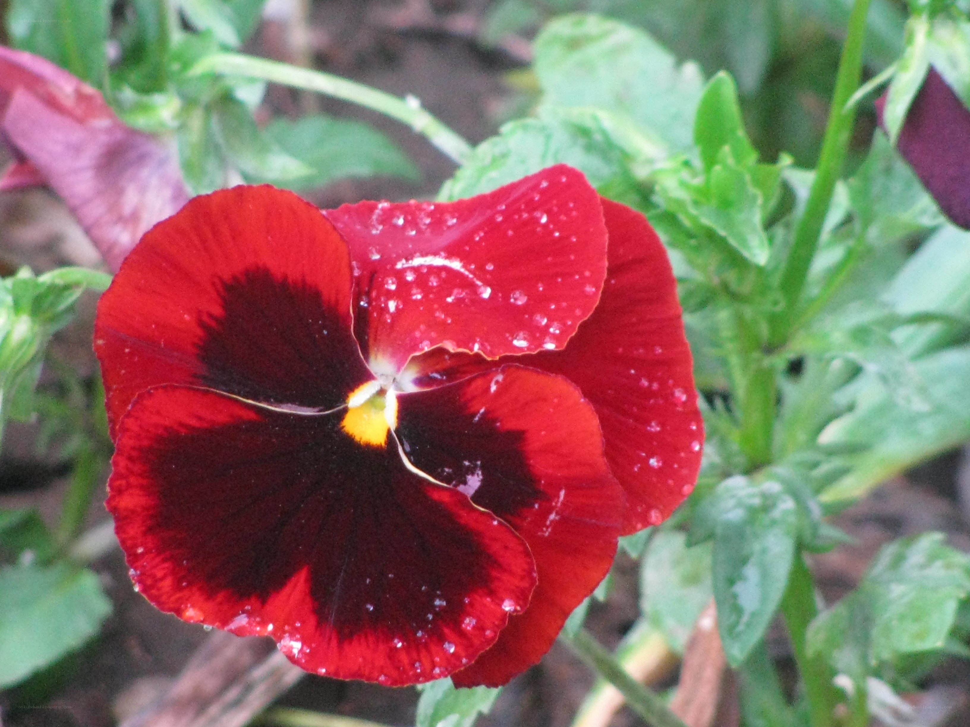 Red pansy with water droplets