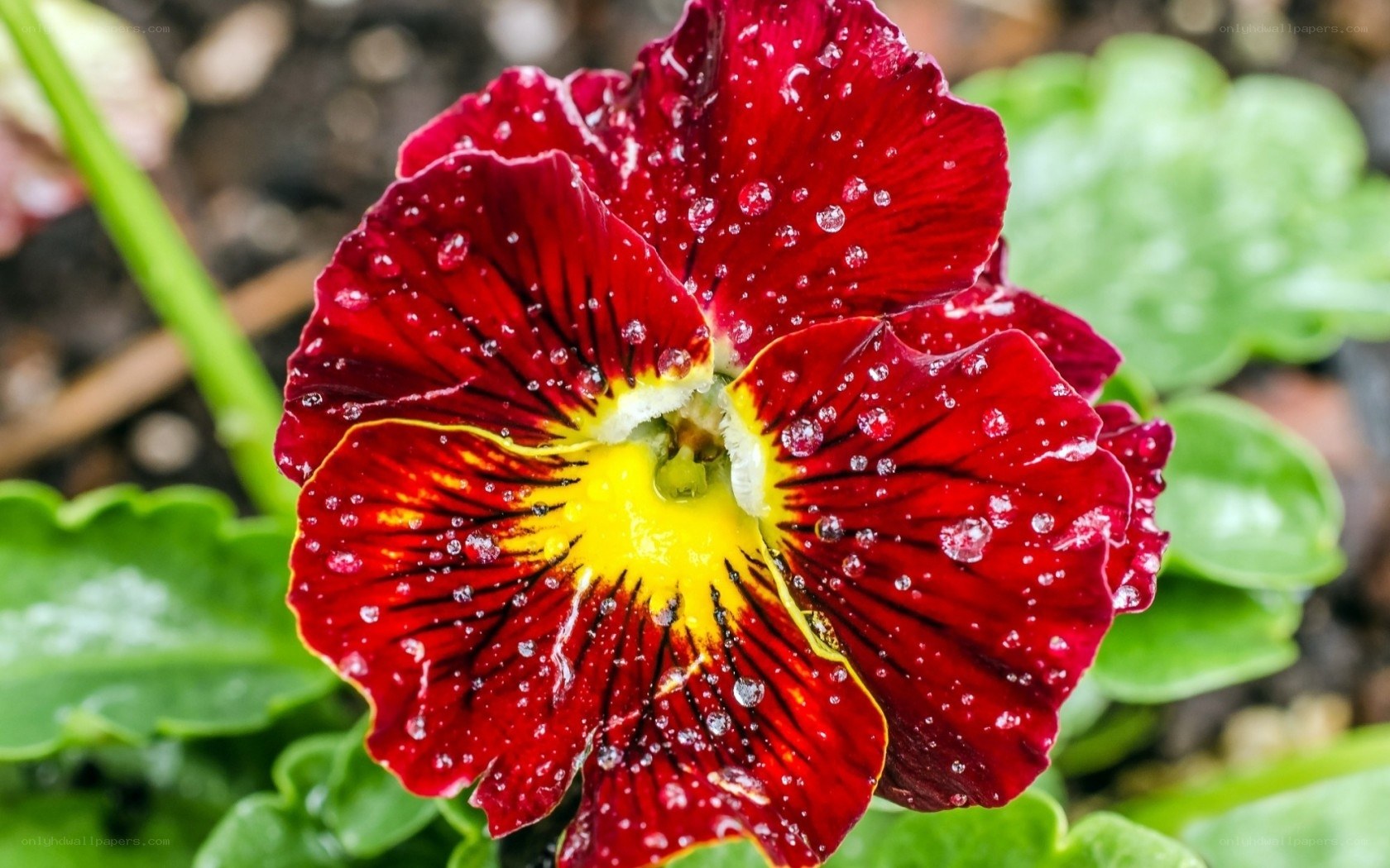 Red pansy with water droplets