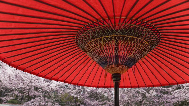Red Parasol under Cherry Blossoms