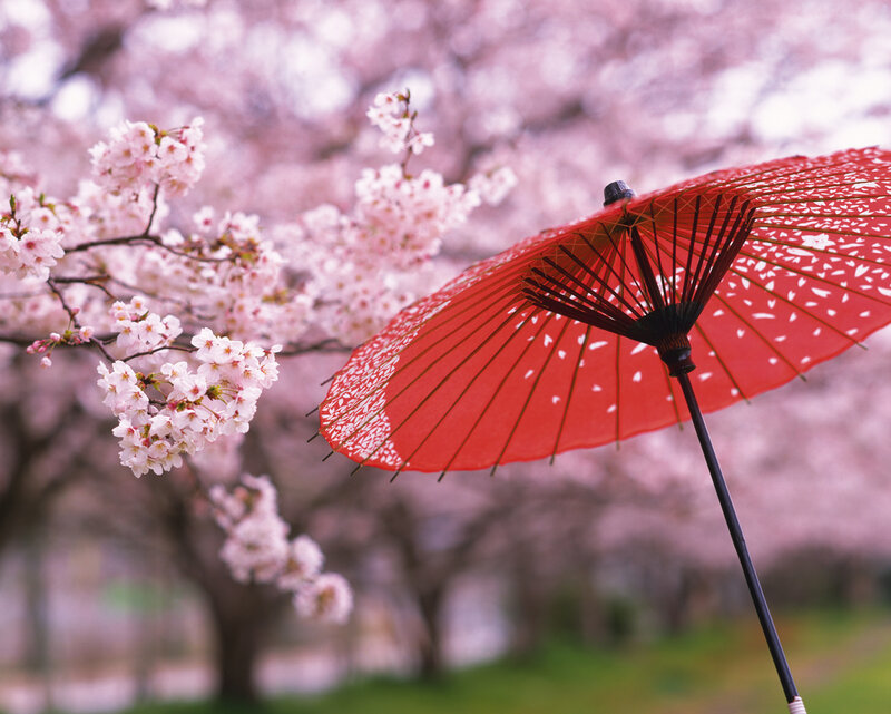 Red Parasol with Cherry Blossoms — Serene