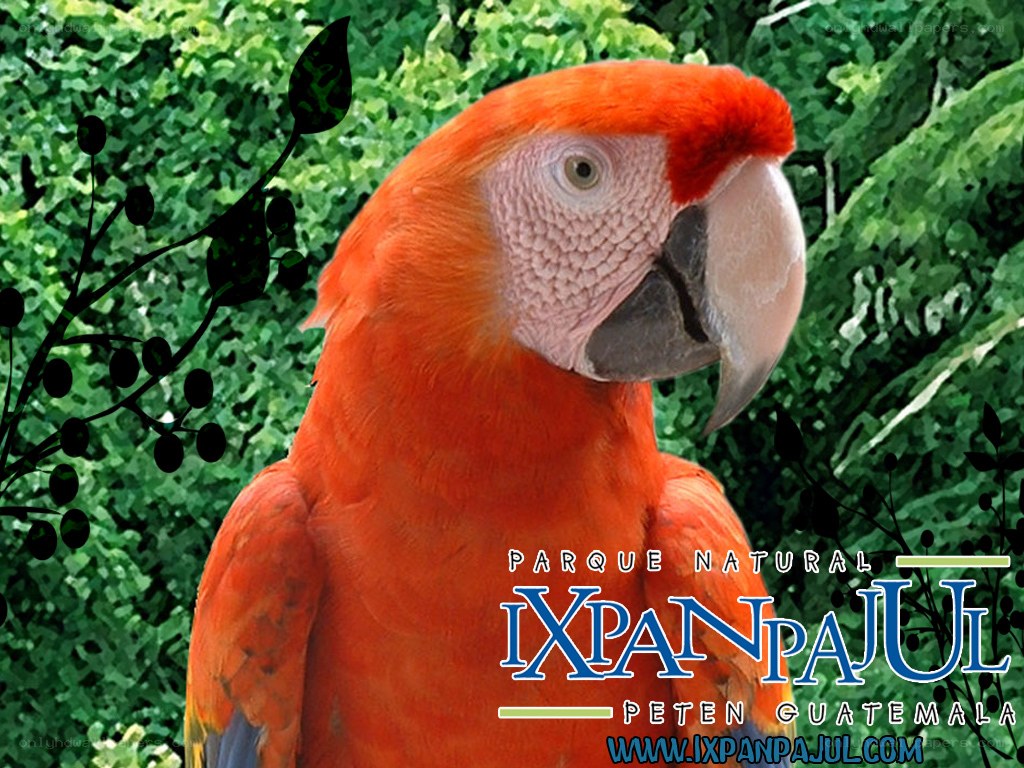 Red parrot at Ixpanpajul