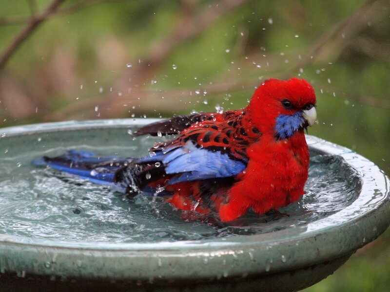 Red Parrot Bathing