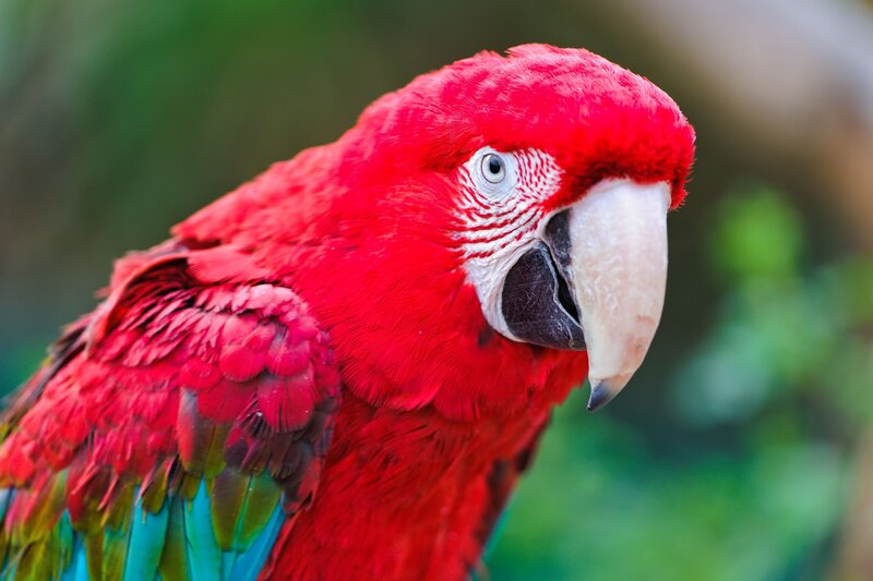 Red Parrot Bird