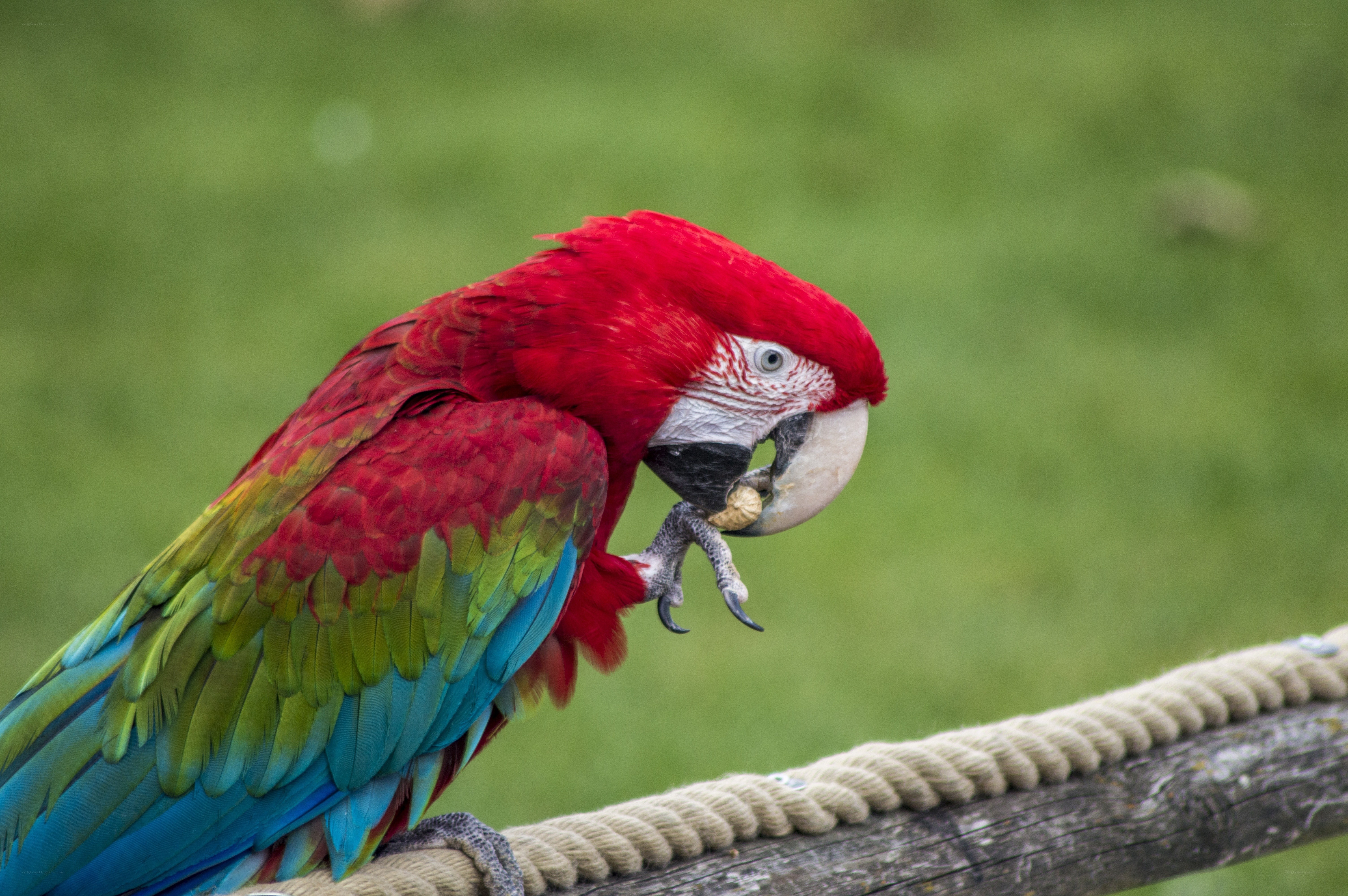 Red parrot eating a nut