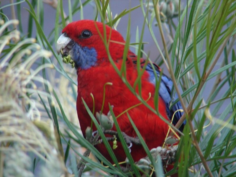 Red Parrot Eating