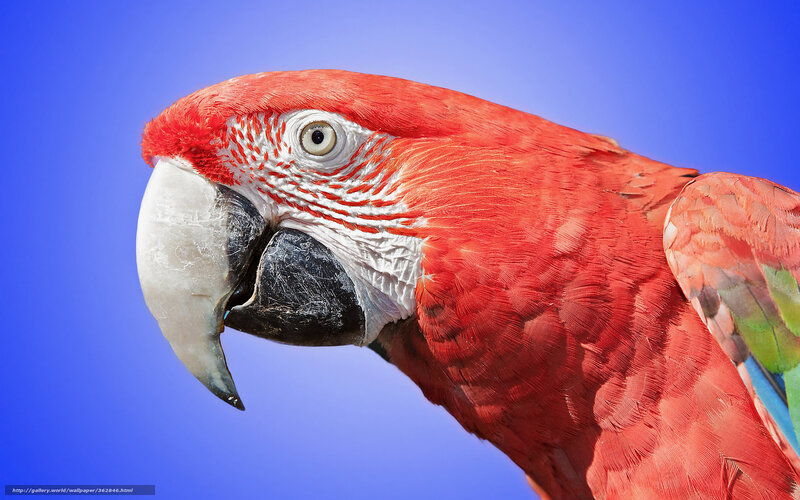 Red Parrot Head