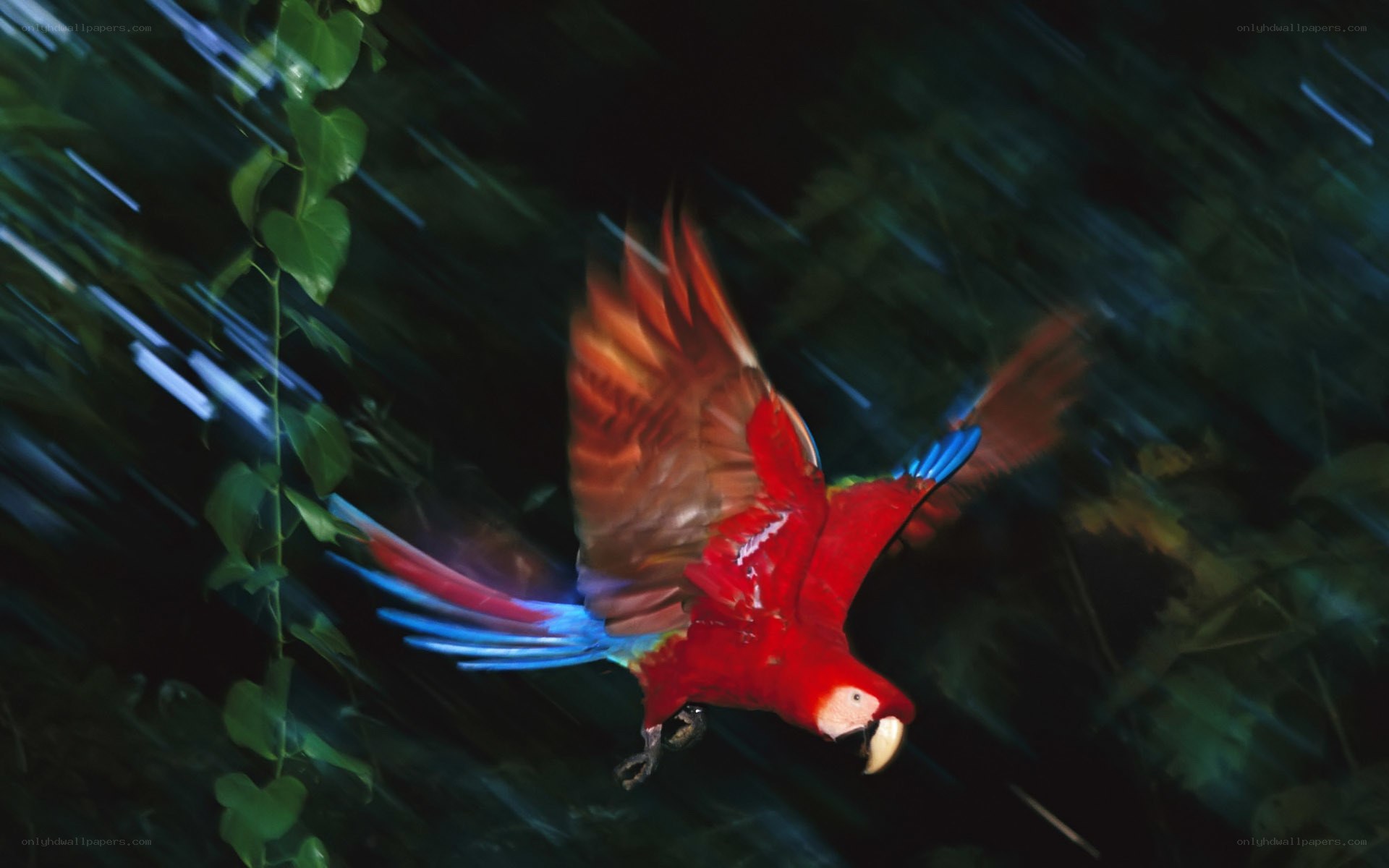 Red parrot in flight