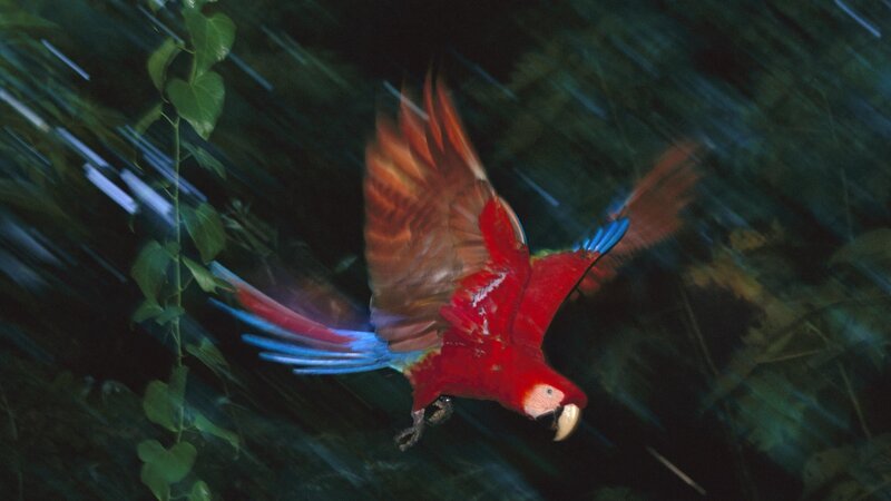 Red parrot in flight