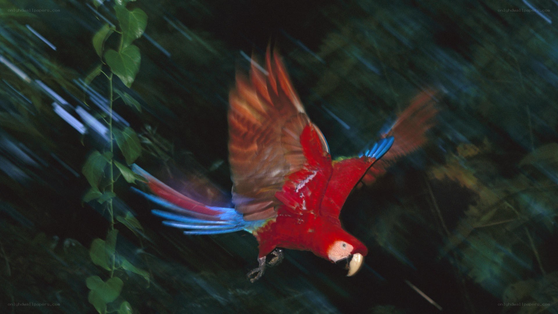 Red parrot in flight