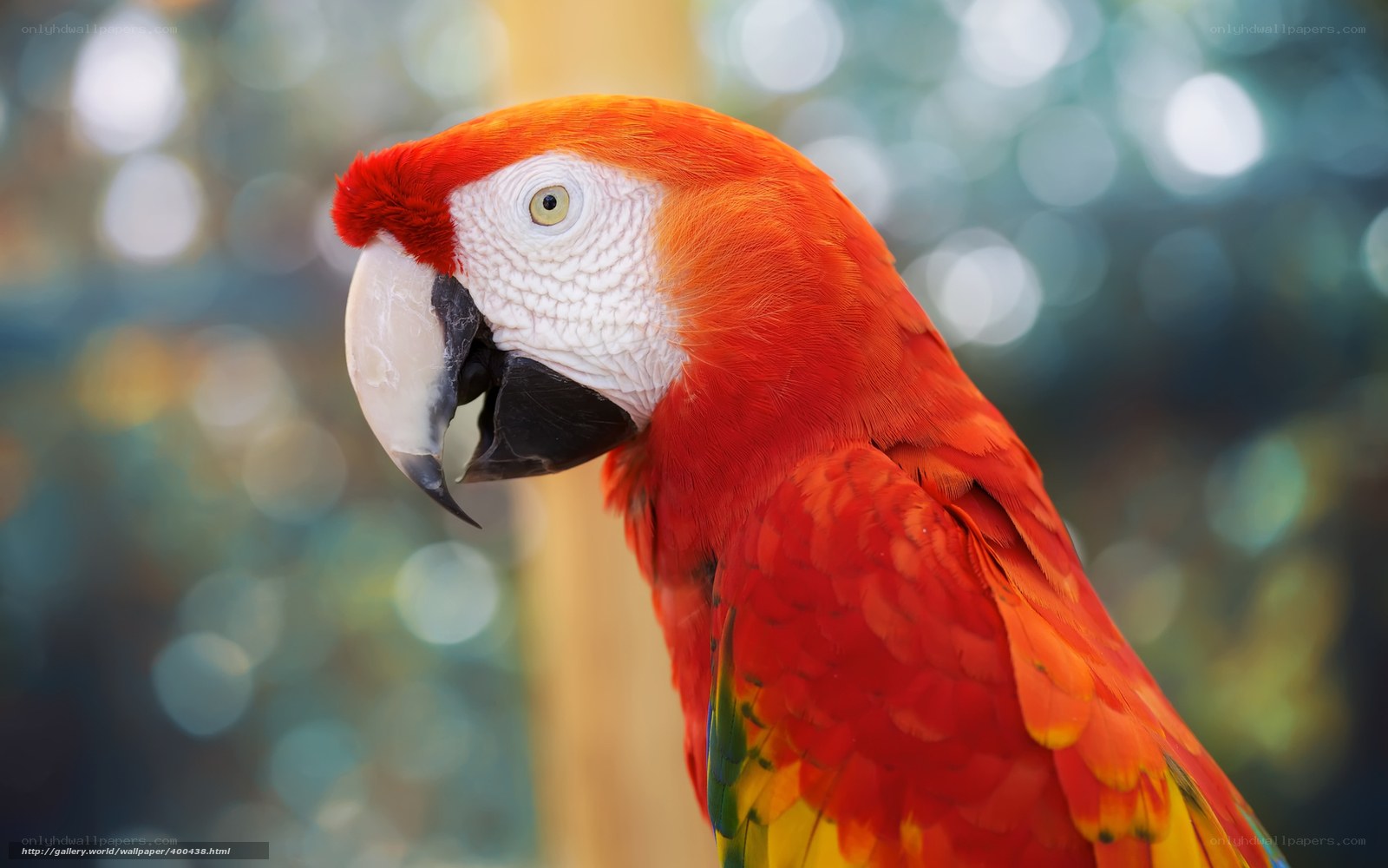 Red parrot in nature
