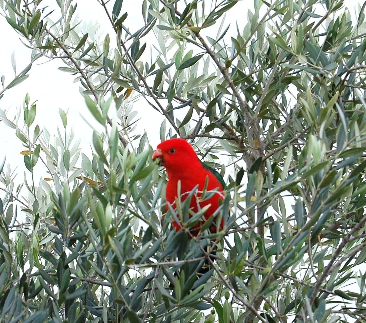 red parrot in olive tree