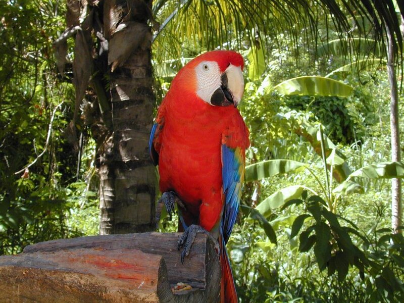 Red parrot in tropical forest