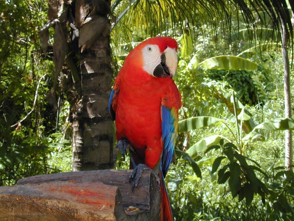 Red parrot in tropical forest