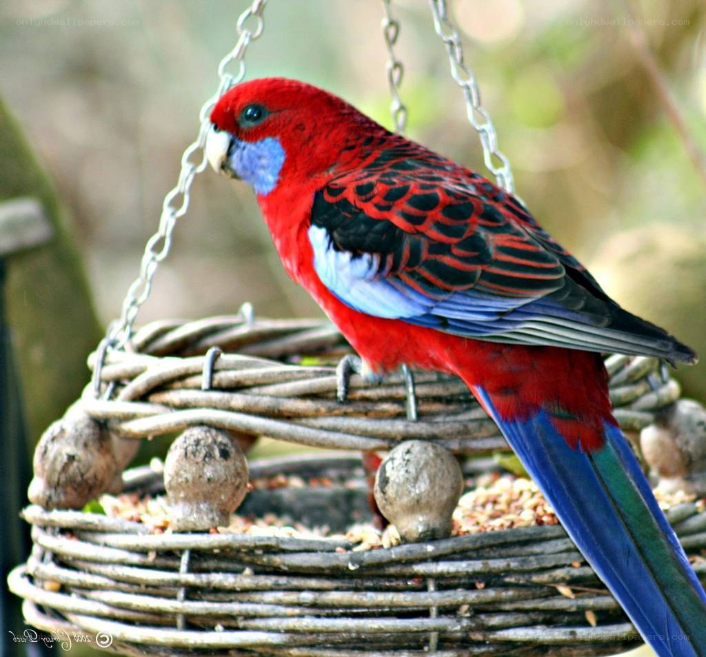 Red parrot on a bird feeder