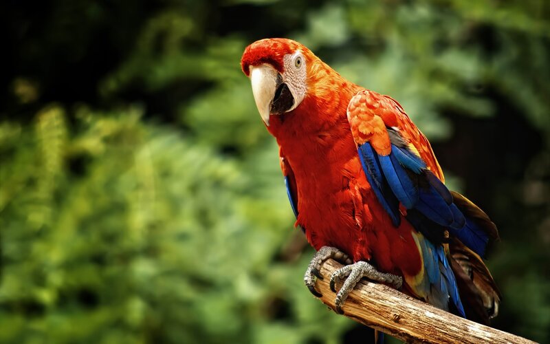 Red parrot on a branch