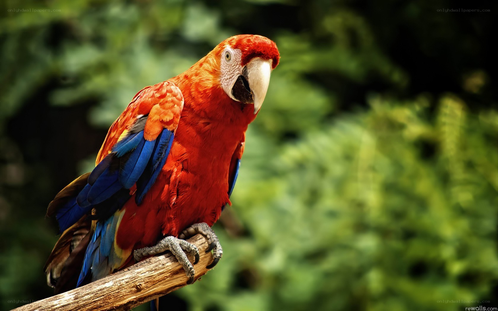 Red parrot on a branch