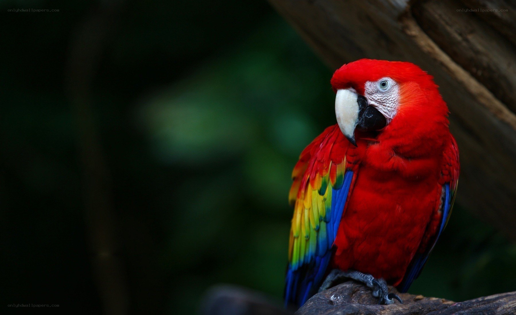 Red parrot on a branch