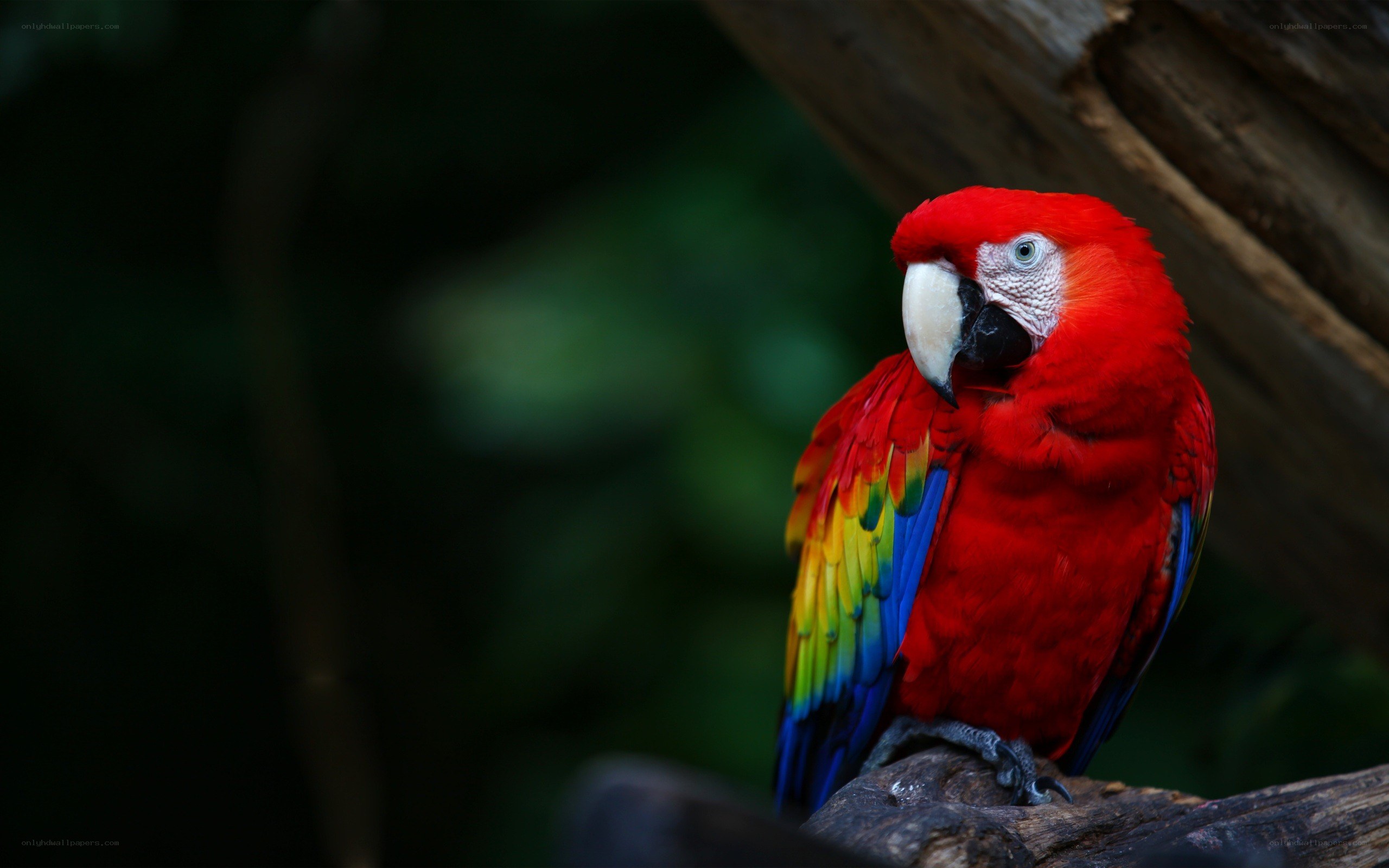Red parrot on a branch