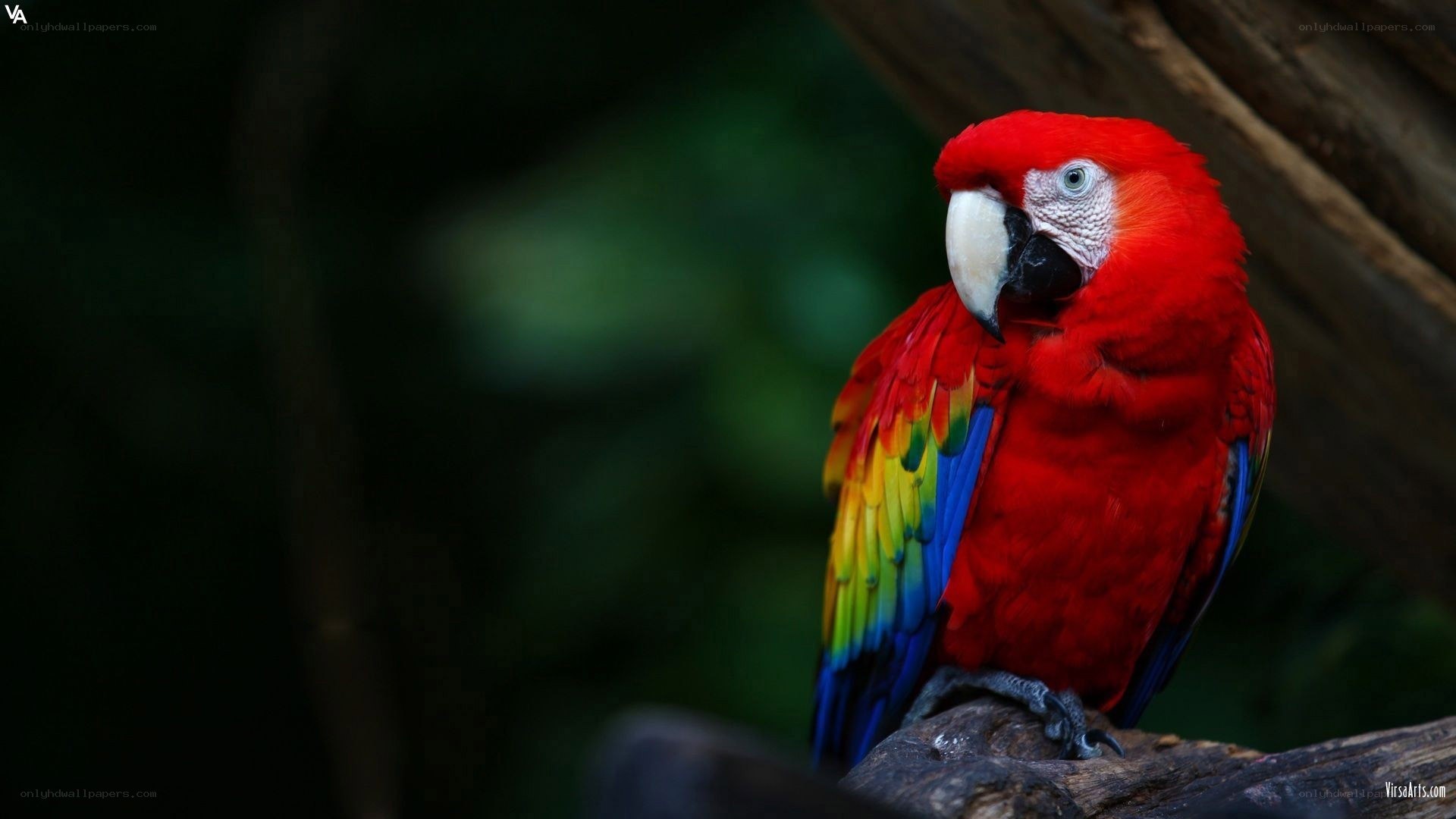 Red parrot on a branch